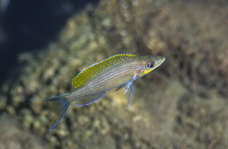 Paracyprichromis brieni 'Kiliza'